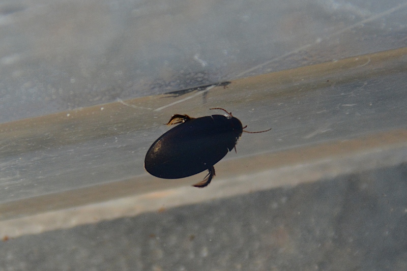 Hydrochara caraboides? No, Ditiscide con Crostaceo Isopode